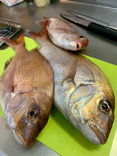 マダイの釣果