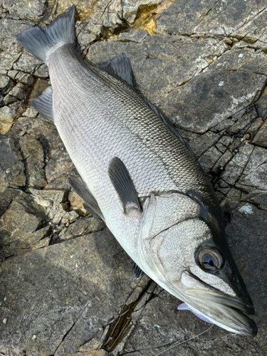 ヒラスズキの釣果
