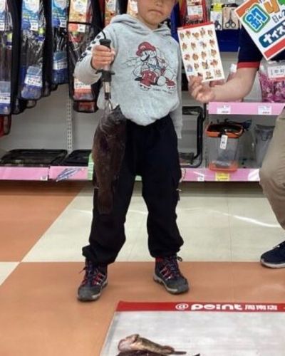 コブダイの釣果