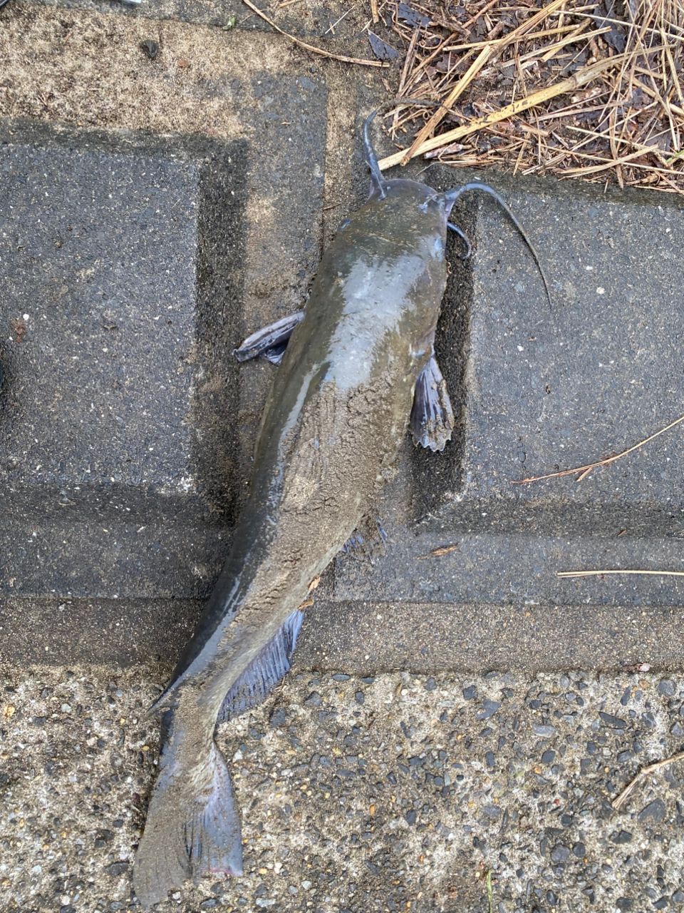 アメリカナマズ