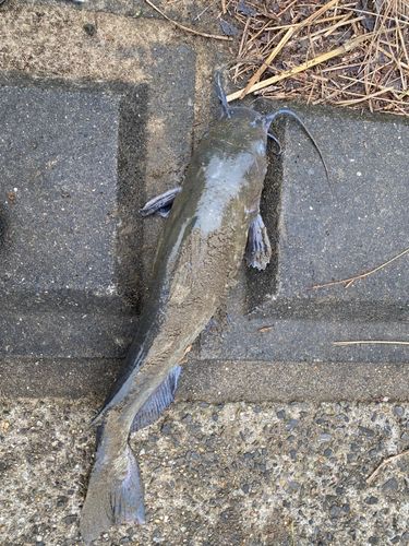 アメリカナマズの釣果