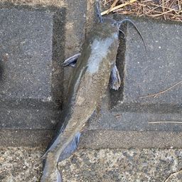 アメリカナマズ