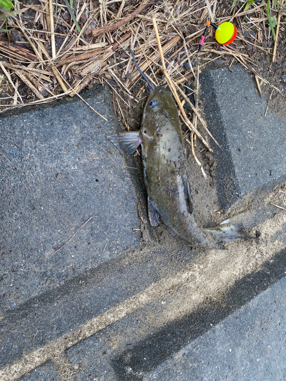 アメリカナマズ