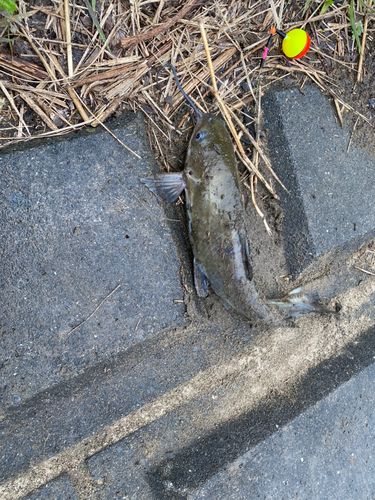 アメリカナマズの釣果