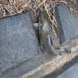 アメリカナマズ