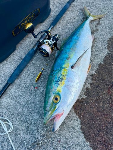 ブリの釣果