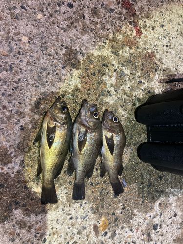 アカメバルの釣果
