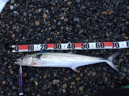サゴシの釣果