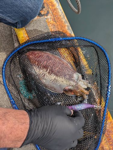 コウイカの釣果