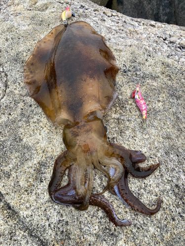 アオリイカの釣果