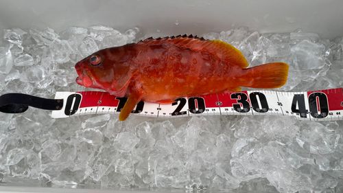 アカハタの釣果