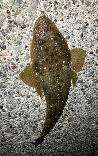 マゴチの釣果