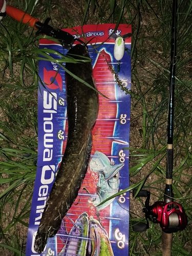 マナマズの釣果