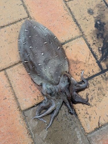 コウイカの釣果