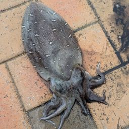 コウイカ