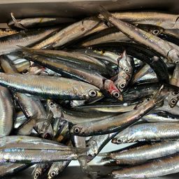 カタクチイワシ