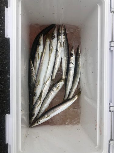 カマスの釣果