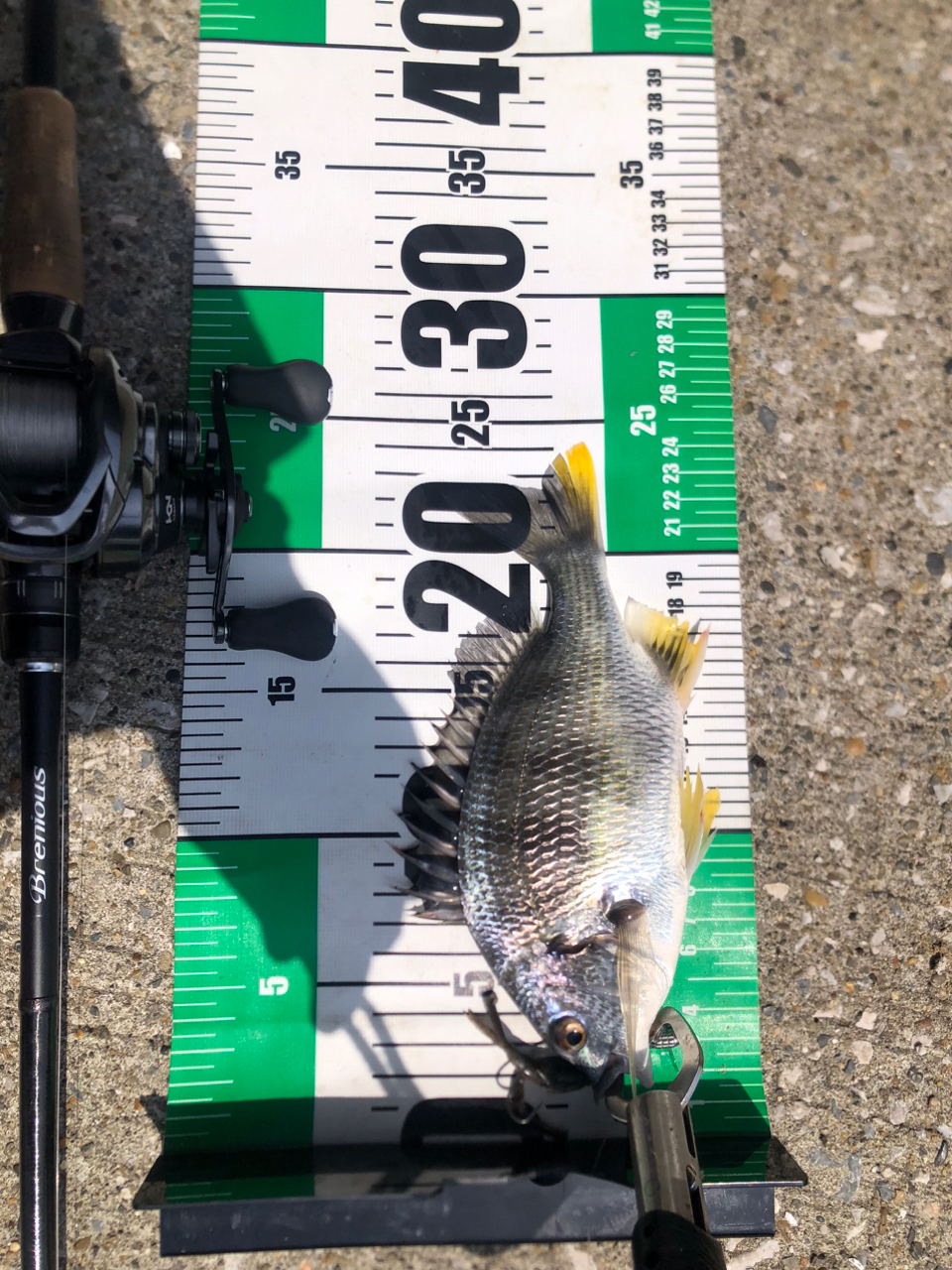 SHIMANO 19ブレニアス B74ML-Sの最安値・インプレ・釣果 | 本音