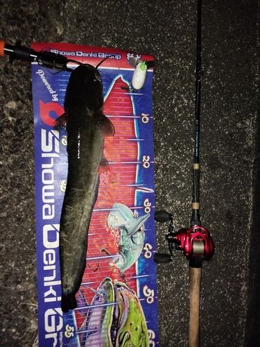 マナマズの釣果