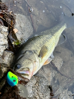 ブラックバスの釣果