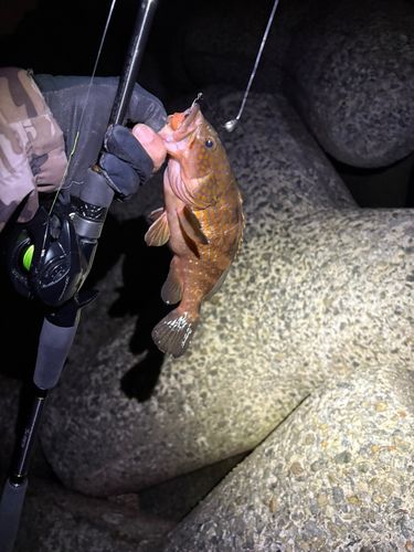 キジハタの釣果