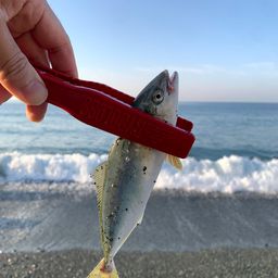 ワカシ