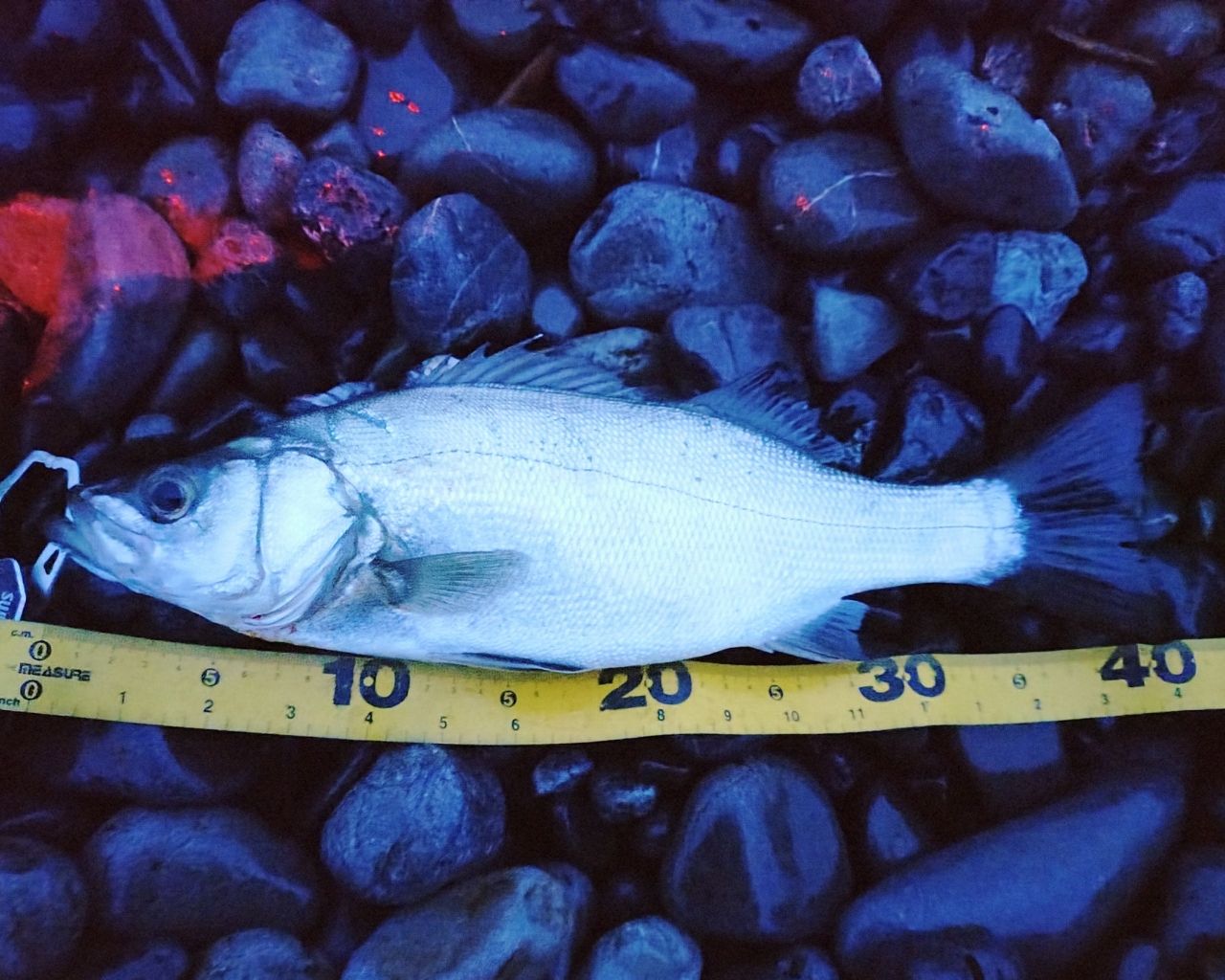 フッコ（ヒラスズキ）