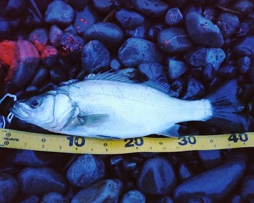 フッコ（ヒラスズキ）の釣果