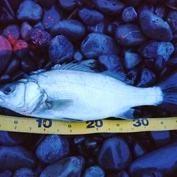 フッコ（ヒラスズキ）