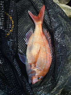 チャリコの釣果
