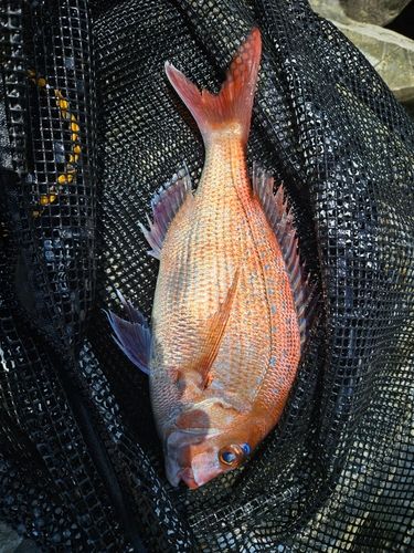 チャリコの釣果