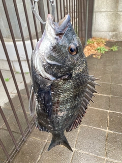 クロダイの釣果