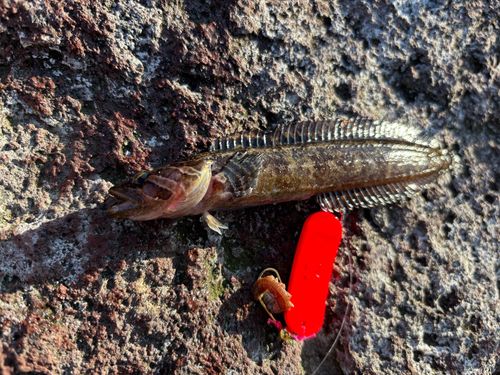 ムスジガジの釣果