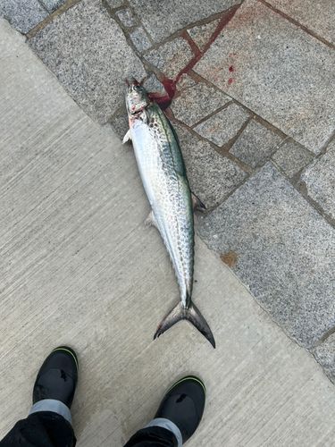 サワラの釣果