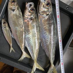 アジ