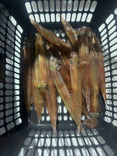 ヤリイカの釣果