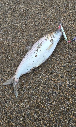 コノシロの釣果