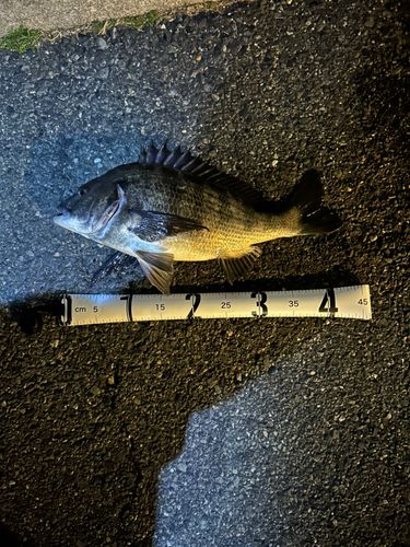 クロダイの釣果