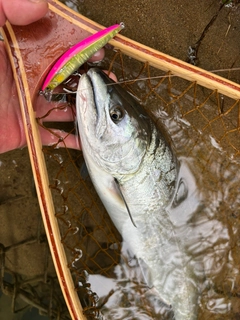 サクラマスの釣果