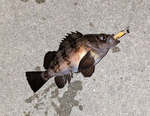 メバルの釣果