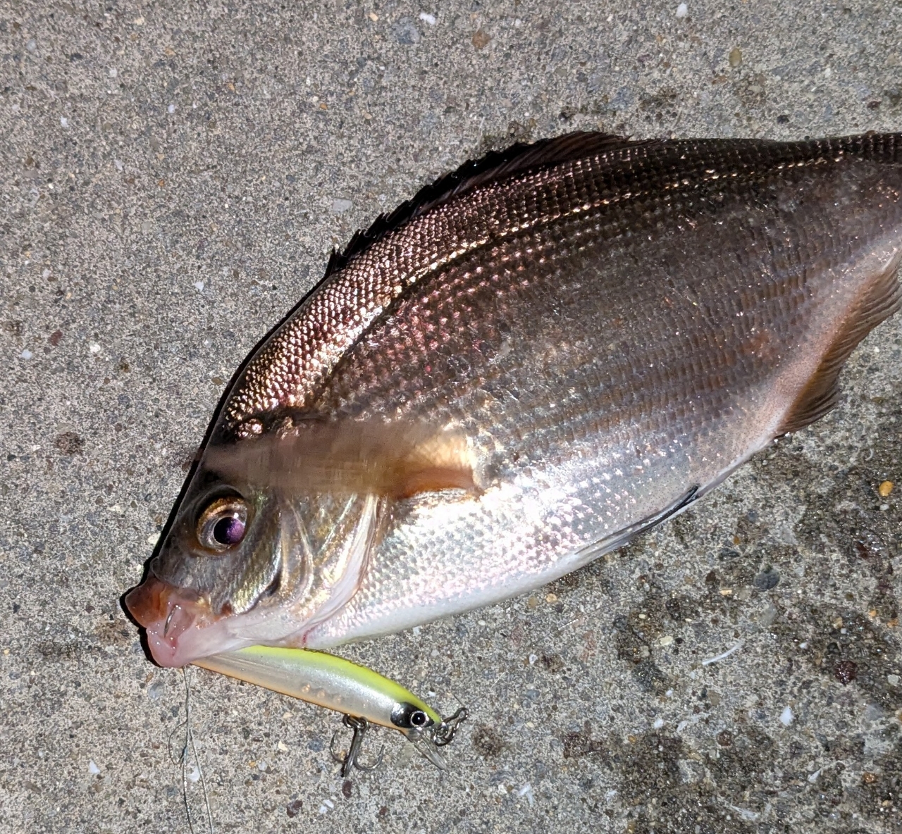 シマノ】 21ソアレXR S68UL-S SHIMANO Soare アジ メバル K_150