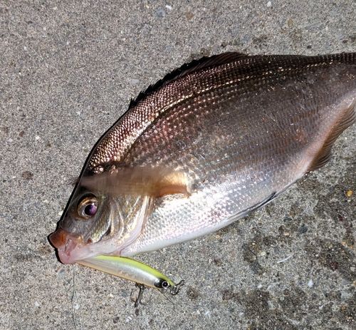 タナゴの釣果