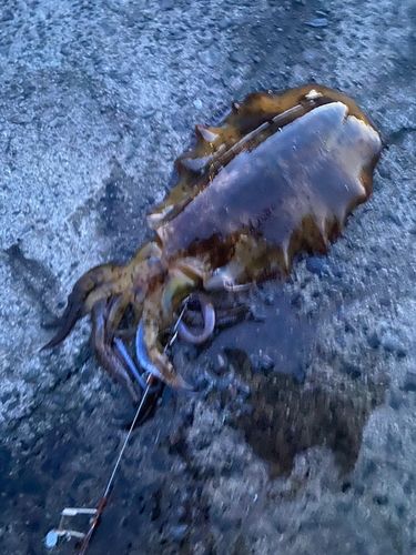 アオリイカの釣果