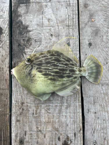 カワハギの釣果