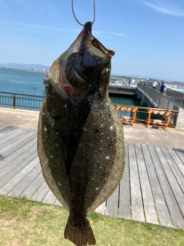 ヒラメの釣果