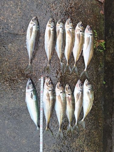 アジの釣果