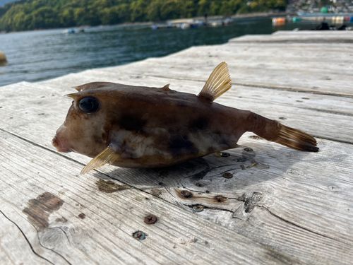 コンゴウフグの釣果