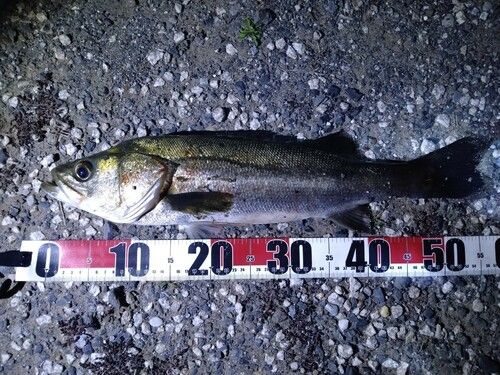 フッコ（マルスズキ）の釣果