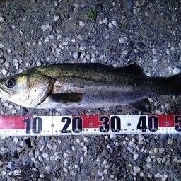 フッコ（マルスズキ）