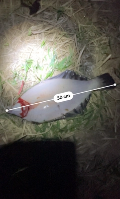 クロガシラガレイの釣果